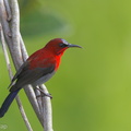 Crimson_Sunbird-131226-112EOS1D-FY1X5426-W.jpg