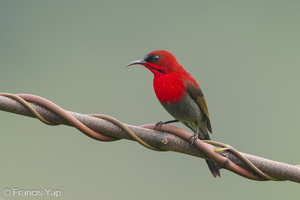 Crimson Sunbird-141021-119EOS1D-FY1X3913-W.jpg