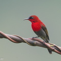 Crimson_Sunbird-141021-119EOS1D-FY1X3913-W.jpg