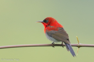 Crimson Sunbird-191213-107MSDCF-FYP04169-W.jpg