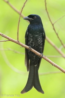 Crow-billed Drongo-161023-106EOS1D-F1X20874-W.jpg