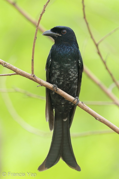 Crow-billed_Drongo-161023-106EOS1D-F1X20874-W.jpg