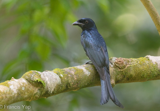 Crow-billed Drongo