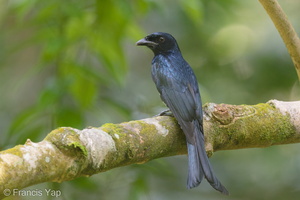 Crow-billed Drongo-171002-113EOS1D-F1X23033-W.jpg