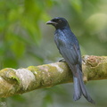 Crow-billed_Drongo-171002-113EOS1D-F1X23033-W.jpg