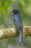 Crow-billed Drongo-171002-113EOS1D-F1X23123-W.jpg