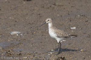 Curlew Sandpiper-120928-102EOS1D-FY1X0600-W.jpg