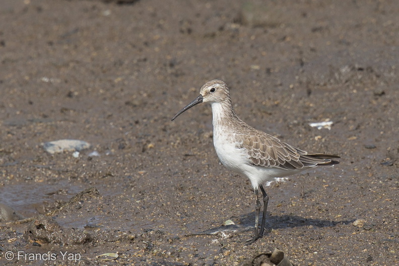 Curlew_Sandpiper-120928-102EOS1D-FY1X0600-W.jpg