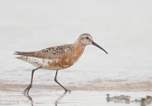 Curlew Sandpiper