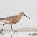 Curlew_Sandpiper-130811-109EOS1D-FY1X7454-W.jpg