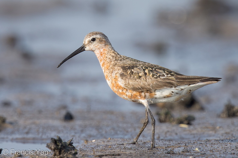 Curlew_Sandpiper-130822-109EOS1D-FY1X8486-W.jpg