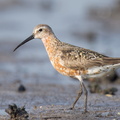 Curlew_Sandpiper-130822-109EOS1D-FY1X8486-W.jpg