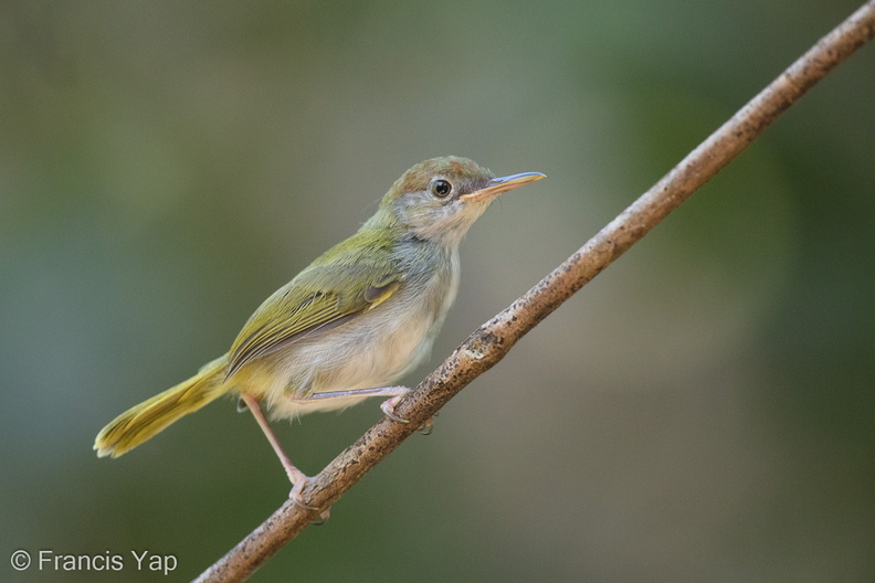 Dark-necked_Tailorbird-150722-100EOS5D-FY5S2845-W.jpg