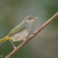 Dark-necked_Tailorbird-150722-100EOS5D-FY5S2845-W.jpg