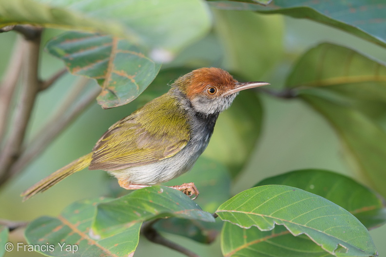 Dark-necked_Tailorbird-190710-118ND500-FYP_2534-W.jpg