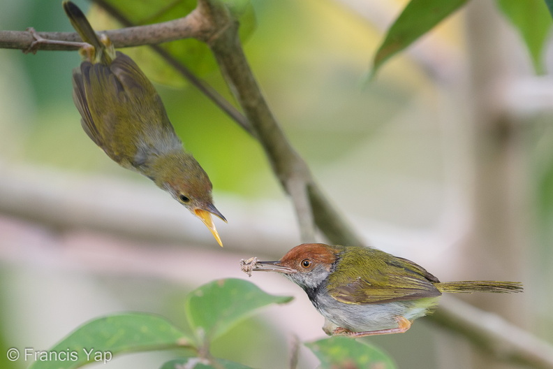 Dark-necked_Tailorbird-190816-119ND500-FYP_6376-W.jpg