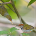 Dark-necked_Tailorbird-190816-119ND500-FYP_6376-W.jpg