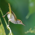 Dark-necked_Tailorbird-250619-111FRYAP-FYA08485-W.jpg