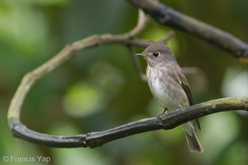 Dark-sided_Flycatcher-120421-110EOS1D-FYAP7562-W.jpg