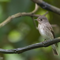 Dark-sided_Flycatcher-120421-110EOS1D-FYAP7562-W.jpg