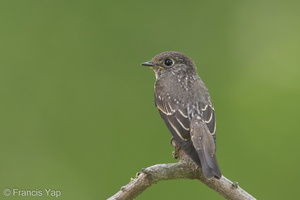 Dark-sided Flycatcher-131027-111EOS1D-FY1X0947-W.jpg