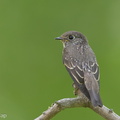 Dark-sided_Flycatcher-131027-111EOS1D-FY1X0947-W.jpg