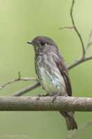 Dark-sided Flycatcher-140924-118EOS1D-FY1X6034-W.jpg