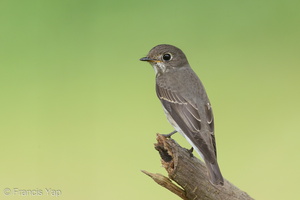 Dark-sided Flycatcher-161203-107EOS1D-F1X26729-W.jpg