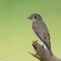 Dark-sided_Flycatcher-161203-107EOS1D-F1X26729-W.jpg