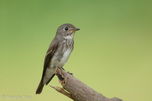 Dark-sided Flycatcher-161203-107EOS1D-F1X26819-W.jpg