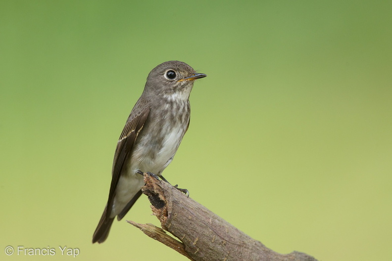 Dark-sided_Flycatcher-161203-107EOS1D-F1X26819-W.jpg