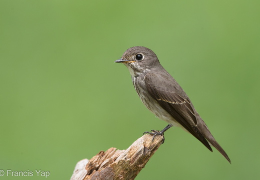 Dark-sided Flycatcher