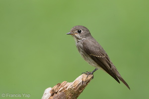 Dark-sided Flycatcher-161203-107EOS1D-F1X27493-W.jpg