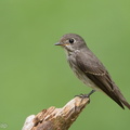 Dark-sided_Flycatcher-161203-107EOS1D-F1X27493-W.jpg