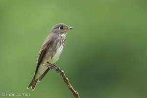 Dark-sided Flycatcher-161203-107EOS1D-F1X27760-W.jpg