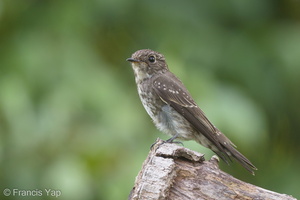 Dark-sided Flycatcher-171108-115EOS1D-F1X20193-W.jpg