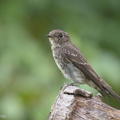 Dark-sided_Flycatcher-171108-115EOS1D-F1X20193-W.jpg