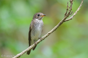 Dark-sided Flycatcher-251129-138FRYAP-FYA00902-W.jpg