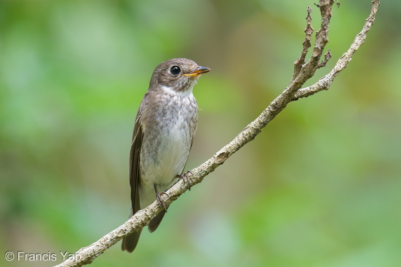 Dark-sided_Flycatcher-251129-138FRYAP-FYA00902-W.jpg