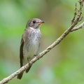 Dark-sided_Flycatcher-251129-138FRYAP-FYA00902-W.jpg