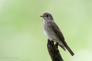 Dark-sided Flycatcher-260215-154FRYAP-FYA03684-W.jpg