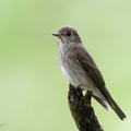 Dark-sided_Flycatcher-260215-154FRYAP-FYA03684-W.jpg