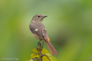 Daurian Redstart-130213-105EOS1D-FY1X5930-W.jpg