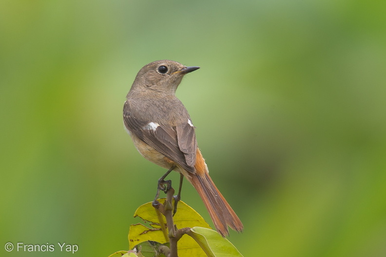 Daurian_Redstart-130213-105EOS1D-FY1X5930-W.jpg