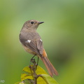 Daurian_Redstart-130213-105EOS1D-FY1X5930-W.jpg