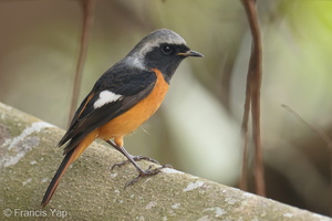 Daurian Redstart-191113-103MSDCF-FYP06880-W.jpg