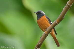 Daurian Redstart-191114-103MSDCF-FYP07788-W.jpg