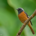 Daurian_Redstart-191114-103MSDCF-FYP07788-W.jpg