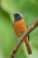 Daurian Redstart-191114-103MSDCF-FYP07837-W.jpg