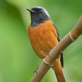 Daurian_Redstart-191114-103MSDCF-FYP07837-W.jpg